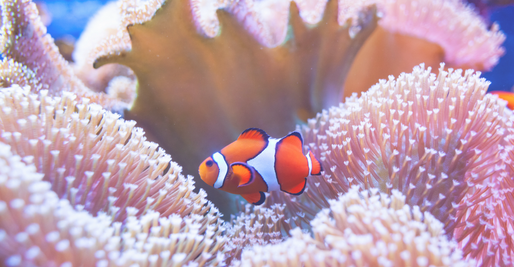 clown fish